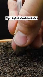 Hạt giống dưa chuột chùm baby (10 hạt) - trái ngon ăn mát