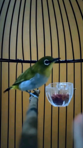 Super Dextro Instant Multivitamin Minuman Pleci Sogon Konin Vitamin Suplemen Doping Burung Gacor Dextro 87