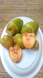 Tembeluk Beluluk Hijau Super Segar Spesial Cikal Bakal Kelapa Muda