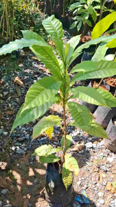 อะบิว​เพาะเม็ด​ ขนาดต้น​ 50​ซม.​