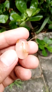 Batu akik mustika combong P.B: Penghiasan, Kepercayaan, dan Keberuntungan