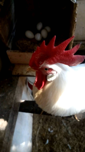 Telur Tetas Ayam White Leghorn: Telur Organik & Berkualitas Tinggi