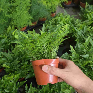 Dương sỉ chân thỏ chậu to cây decor