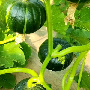 (KEMASAN PREMIUM) BIJI | BENIH TANAMAN LABU KABOCHA HIJAU JEPANG