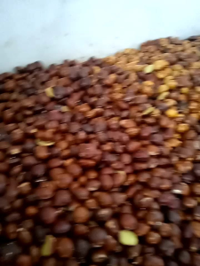 jengkol tua fresh baru metik dari pohon pulen kemasan 1kg