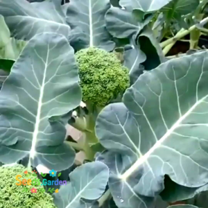50 BUTIR BIJI /BENIH TANAMAN BROKOLI GIANT WALTHAM 29