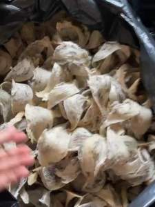 100% nguyên chất_ 50gr tổ yến thô loại 1