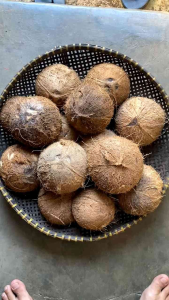 Tempurung Kelapa | Batok Kelapa Kering Berat 1 Kg