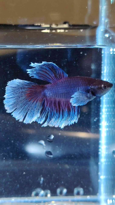 Halfmoon Betta | Male | Premium Quality | Ipoh Malaysia Bred | Typhoon Vision Aquatics