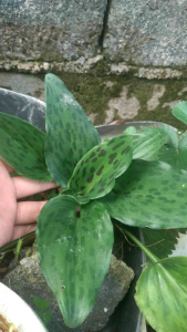 aloka siakatak
