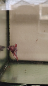 Haftmoon Plakat Betta Fish - Red Fancy