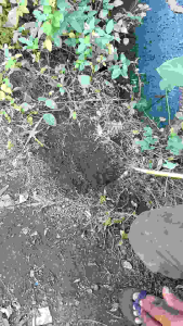 TAJAK PENYIANG RUMPUT TAMAN DAN LAMAN