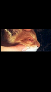 Obat Mata Kucing Belekan Berair Bengkak Berselaput Menonjol Bernanah Kitten Dewasa Samfit Eyes Eye