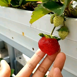 Pupuk Buah Strawberry Mkp pak tani + Kno3 + magnesium sulfate + Boroni Yaraliva - Anggur - sayuran Tomat - Cabai - paket Booster kemasan Repack