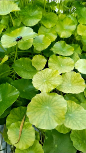 [TW_AquaFish] Buy 3 Free 1 pack 铜钱草招财草风水草｜Pennyworth Aquarium Feng shui - 1pack