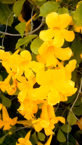 เหลืองชัชวาล กระถาง 11 นิ้ว ต้นสูง 70 เซนติเมตร สวยและแข็งแรง (กทม)