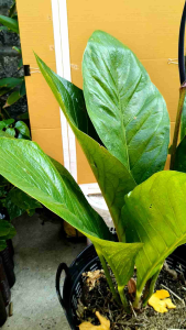 ต้นเศรษฐีเงินหนา ไม้มงคล