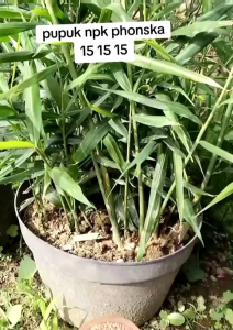 pupuk phoska 15 15 15 penyubur tanaman (2kg)