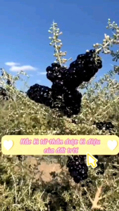 100g Hắc kỳ tử giúp đẹp da giữ dáng chè dưỡng nhanh hàng loại 1