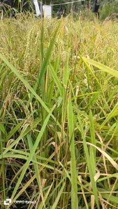 Bibit Padi Huma & Padi Gunung Paket 5 Kg