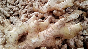 LEMPUYANG SEGAR 1 KG LEMPUYANG ORGANIK TERMURAH