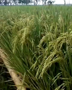 Pupuk Paten Organik Teknologi Nano 1 Box 24 Sachet Pupuk Paten Imun Paten Gold Free Buku Panduan