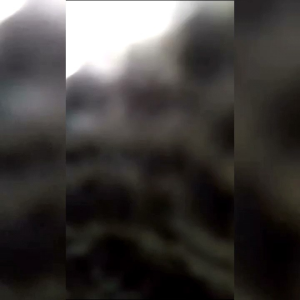 Madu Hutan Liar Sumatra Lebah Dorsata 500gr - BeeQu Honey