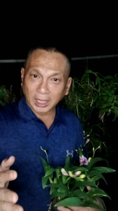 โปรโมชั่นกล้วยไม้นิ้ว 10 ชนิด สกุลหวาย