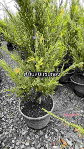 ต้นสนแซมทอง ความสู 100 ซม. สนสามร้อยยอดแซมทอง สนยอดทอง ต้นสน