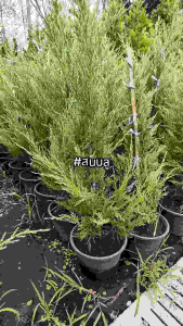 ต้นสนบลู ความสูง 100 ซม. สนบลู ต้นสน