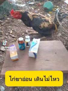 เอนโร พี108 อาหารนก-สำหรับไก่ ชุดละ 400฿