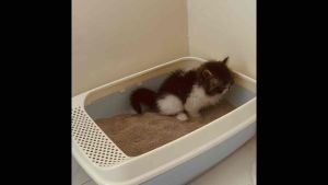 Cat Litter | Cat Litter Sand | Clumping Cat Sand | Per KG
