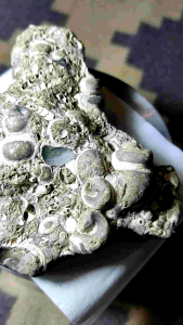 Batu posil omah keong buntet asli temuan sungai