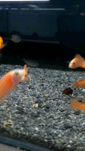 Red Eye Albino Strawberry Peacock Cichlid/Ornamental fish/Freshwater/Readystock