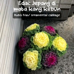 (KEMASAN PREMIUM) BIJI/BENIH ORNAMENTAL  FLOWERING KALE