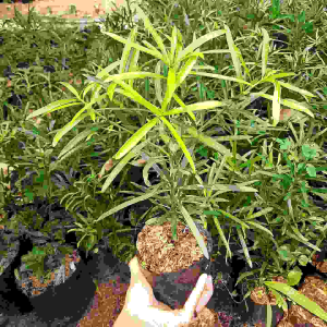 TANAMAN HIAS BIBIT BONSAI LOEHANSUNG TAIWAN / LOHANSUNG TAIWAN