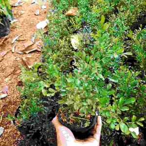 TANAMAN HIAS KEMUNING MINI / POHON BUNGA KEMUNING DUIN KECIL