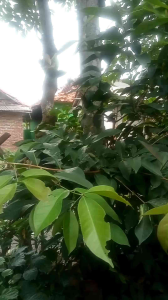 Daun Salam Segar - Untuk masakan - Herbal alami yang banyak manfaatnya