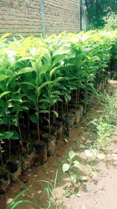 bibit tanaman sirsak madu unggul cepat berbuah