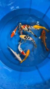 JAPAN KOI LOCAL PREMIUM GRADE 10pcs COMBO at 788 + shipping 50
