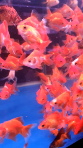 Ryukin Goldfish/Ornamental fish/Freshwater/Readystock