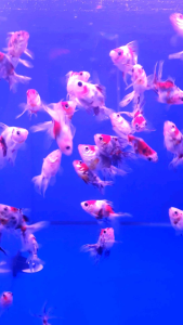 Calico Ryukin Goldfish/Ornamental fish/Freshwater/Readystock