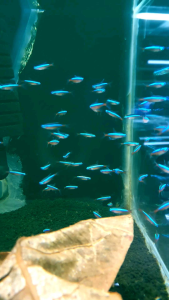 Cardinal Tetra/Ornamental fish/Freshwater/Readystock