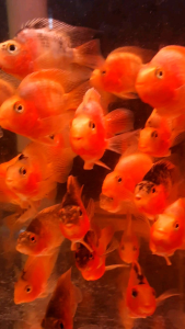 Assorted Parrot /Ornamental fish/Freshwater/Readystock