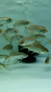 Tengas Fish/Ornamental fish/Freshwater/Readystock