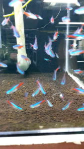 Neon Tetra/Ornamental fish/Freshwater/Readystock