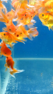 Assorted Mix Goldfish/Ornamental fish/Freshwater/Readystock