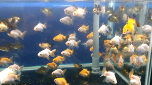 Oranda Goldfish/Ornamental fish/Freshwater/Readystock