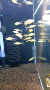 Threadfin Rainbow/Ornamental fish/Freshwater/Readystock
