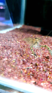 Stream Shrimp/Machrobrachium Malayanum/Ornamental fish/Freshwater/Readystock